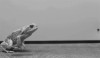 le saut de la grenouille.gif, oct. 2019