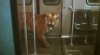 le tigre dans le métro.gif, juin 2020