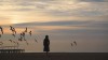le vol des oiseaux.gif, mai 2020