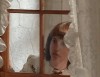 lécher les carreaux.gif, janv. 2024