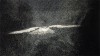 les tourbillons d'air des oiseaux de nuit.gif, fév. 2020