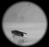 mouches printemps la saison des amours.gif, mar. 2021