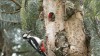 ne pas grignoter entre les repas.gif, fév. 2020