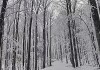 neige forêt blanche.gif, janv. 2020