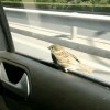 oiseau blablacar autopartage.gif