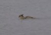 oiseau la nage papillon.gif, avr. 2021