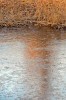 oiseau mare gelée avant je marchais sur l'eau.gif, janv. 2023