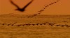 oiseaux les grandes ondes.gif, juin 2020