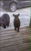 ours Boucles d'or est sortie mère.gif, déc. 2020