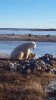 ours gentil le chien.gif, nov. 2020