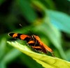 papillon se muscler les épaules.gif, sept. 2019
