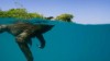 paresseux qui nage piscine vacances.gif, sept. 2020