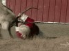 père Noel corrida contre les rennes.gif, déc. 2021