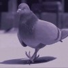 pigeon colombe stylé les rois de la rue.gif, nov. 2023