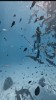 poisson plongée la vie s'agite autour de moi.gif, avr. 2023