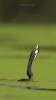 poisson volant lancer de poisson gorge profonde tu ne joueras pas avec la nourriture.gif, avr. 2023