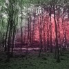 promenons-nous dans les bois étranges.gif, juin 2023