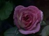 rose rose même la nuit on a du mal à respirer.gif, août 2020