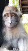 singe au début j'ai cru que la vie était une fête 2.gif, avr. 2023
