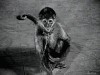 singe fais hou.gif, janv. 2023
