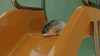 toboggan pour poisson réouverture des piscines.gif, juin 2021