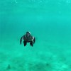 tortue j'apercevais la lumière du jour.gif