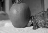 tortue ne renonce jamais à tes rêves.gif, mars 2023