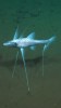 tripod fish le poisson à trois pieds.gif, juin 2023