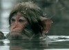 un singe en hiver.gif, déc. 2019