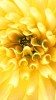 une fleur qui bat.gif, mai 2023