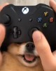 une petite partie de dogstationchien manette truffe.gif, sept. 2020