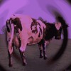 vache Pink Floyd fête de la musique is coming.gif, juin 2023
