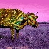 vache psychédélique.gif, fév. 2020