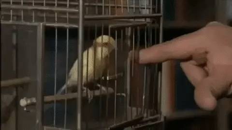 Alfred_Hitchcock_oiseau_initiation_au_masochisme.gif