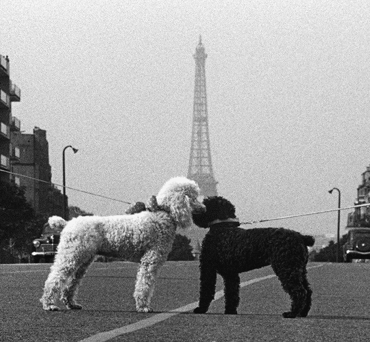 Ariane Love in the Afternoon, dir Billy Wilder, 1957 parisien tête de chien.gif, mar. 2021