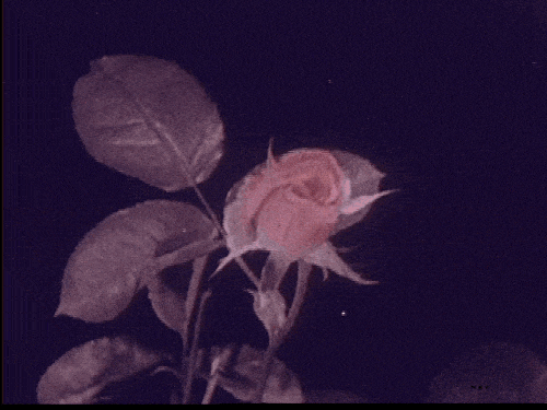 Arthur Edward Pillsbury Footage of Roses 1925