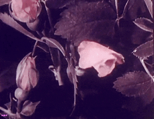 Arthur Edward Pillsbury  Footage of Roses 1925 les fleurs sont fatiguées.gif, mar. 2021