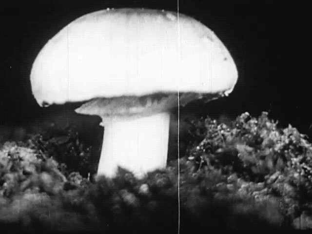 Behold the mushroom.  Encylcopedia Brittanica Films. Introduction To Biology. 1952 le champignon.gif, avr. 2020