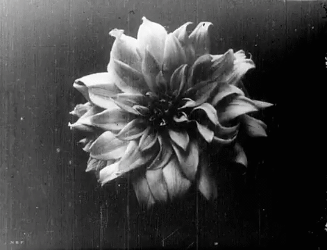 Birth of Flowers, 1911 Dawson City Film Archive restoration.gif, juin 2021