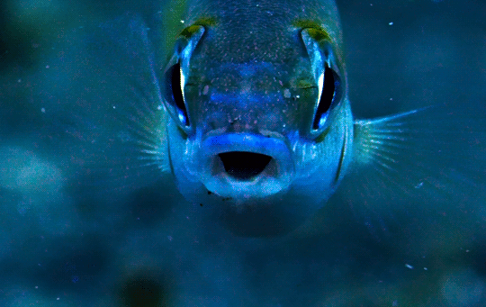 Blue Planet BBC fish.gif, août 2020