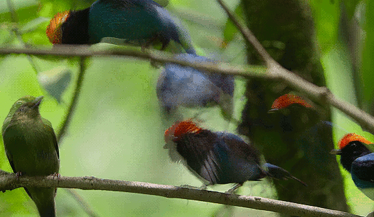 Blue manakin Our Planet birds pajaritos l'agitation des gens.gif, nov. 2020
