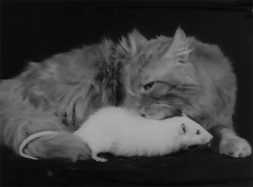 Cat adopts a rat - British Pathé 1934 le chat et le rat.gif, août 2020