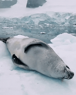 Crabeater Seal (Lobodon carcinophaga) auto érotisme masturbation phoque.gif, août 2021