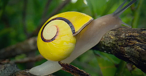 Cuban Painted Snails (Polymita Picta) escargot jaune.gif, sept. 2021