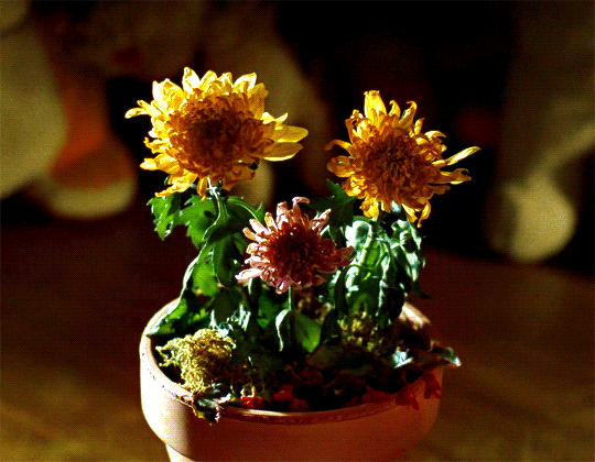 E.T. the Extra-Terrestrial (1982) dir. Steven Spielberg la résurrection des fleurs.gif, avr. 2021