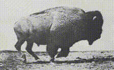 Eadweard Muybridge le bison galopant 1886.gif, juin 2021