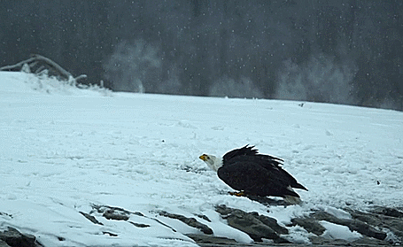 Eagle Fight, Alaska le combat des aigles.gif, fév. 2021