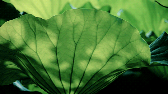 Fleurs de lotus dans le parc Ueno de Tokyo Étang Shinobazu Tokyo Japon.gif, avr. 2023