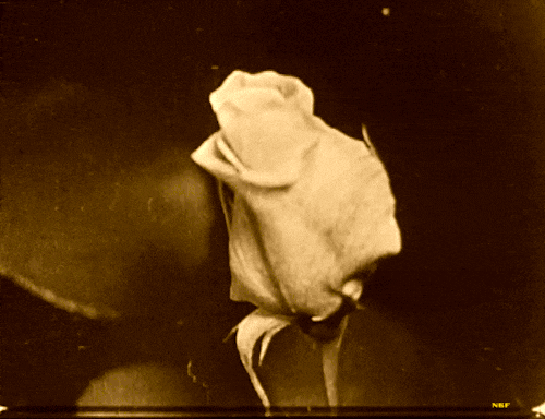 Fruits and Flowers 1920.gif, fév. 2020