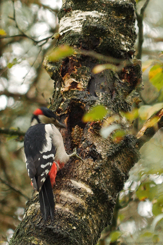 Great Spotted Woodpecker by Head Like An Orange pivert ne jamais renoncer.gif, nov. 2020
